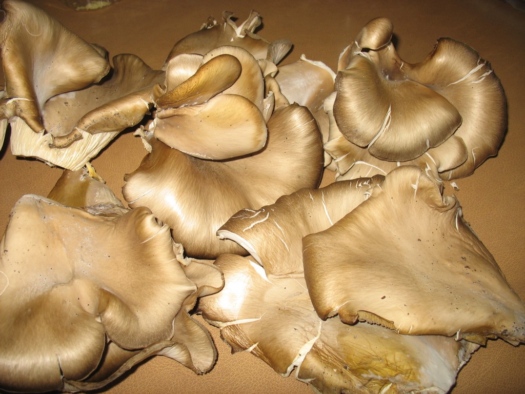 Oyster Mushrooms