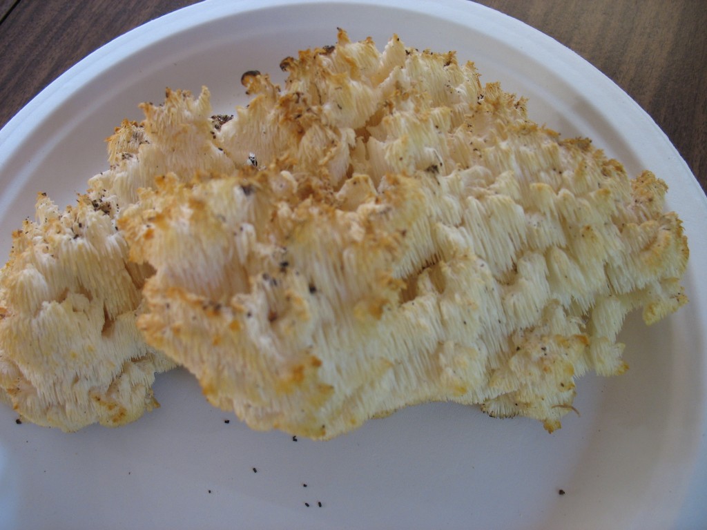 Nice Conifer Coral