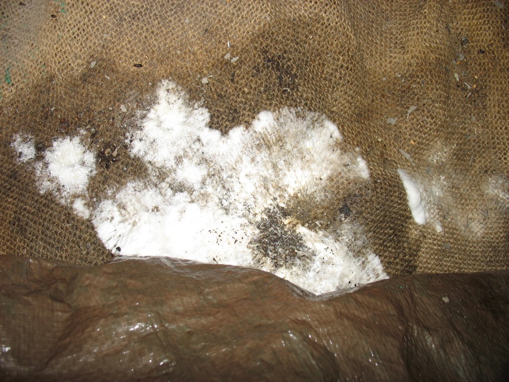 Oyster Mushroom Mycelium on Burlap