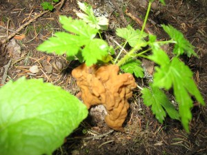 False Morel