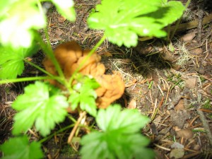 False Morel