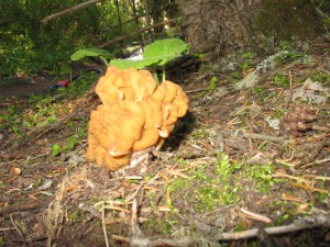 False Morel