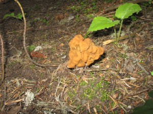 False Morel