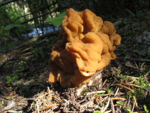 False Morel