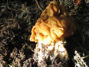 False Morel