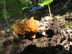 False Morel