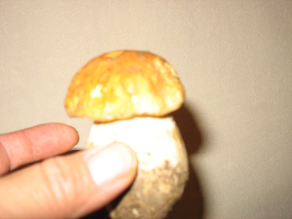 Small King Bolete