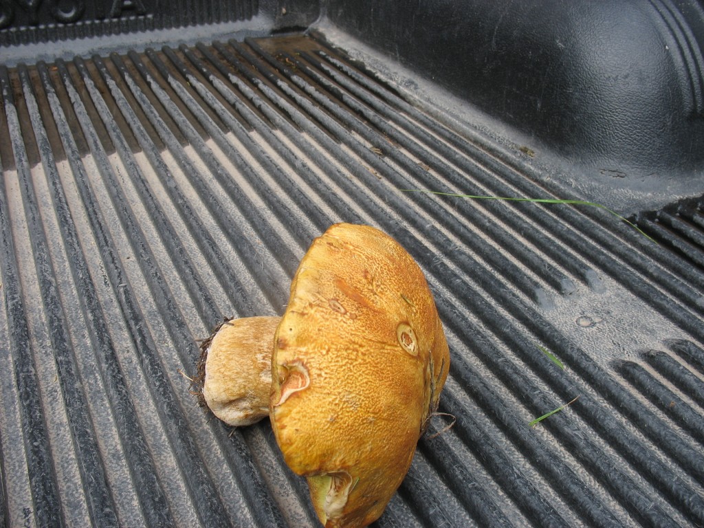 Giant King Bolete