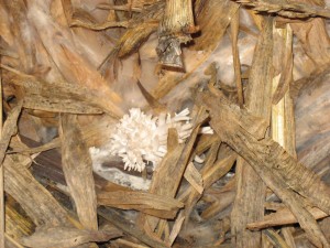 Oysters on cornstalk