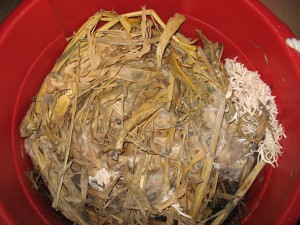 Oysters on cornstalk