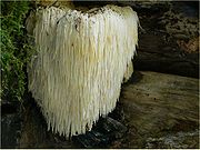 Lions Mane