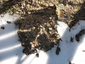 Oyster Mushroom Bed