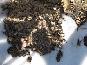 Oyster Mushroom Bed