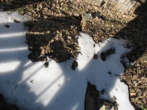 Oyster Mushroom Bed