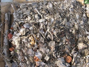 Oyster Mushroom Bed