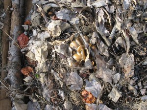 Oyster Mushroom Bed