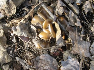 Oyster Mushroom Bed