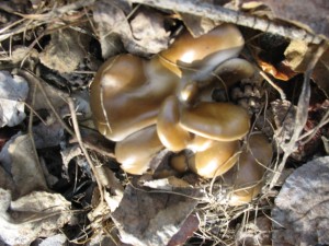 Oyster Mushroom Bed