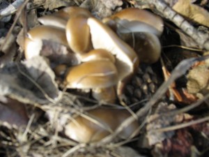 Oyster Mushroom Bed