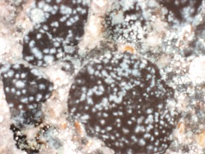 Mycelium and Mold Battle
