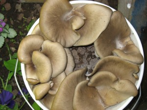 Oysters Growing on Coffee Grounds