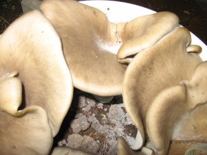 Oysters Growing on Coffee Grounds