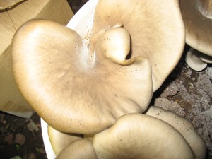 Oysters Growing on Coffee Grounds