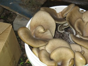 Oyster Mushrooms Growing on Coffee Grounds