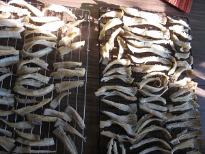 fresh oysters on drying wrack