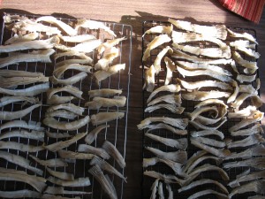 fresh oysters on drying wrack