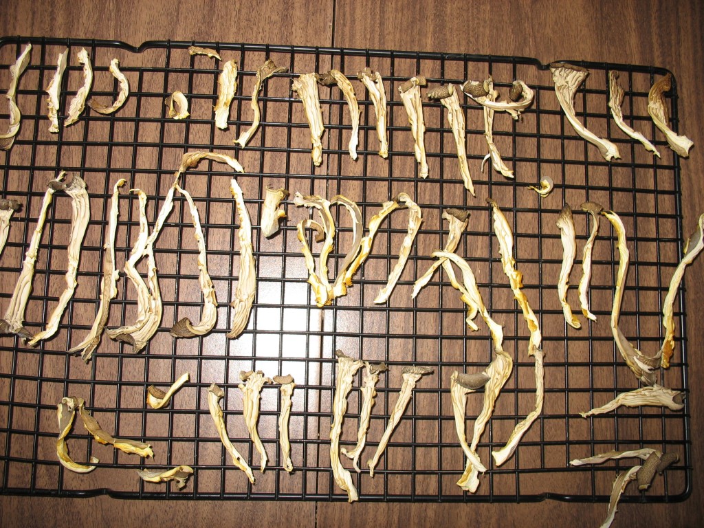 Drying and Storing Oyster Mushrooms Montana Mushrooms