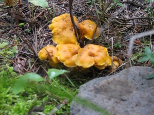 Chanterelles