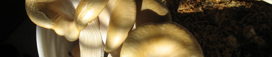 Oyster Mushrooms on Coffee Grounds