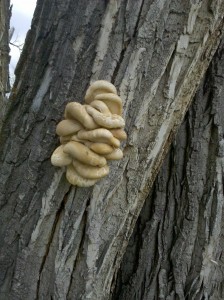 Oyster Mushroom Tree