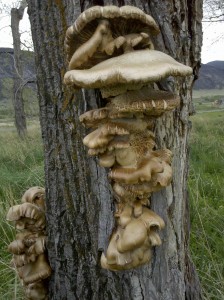 Oysters on Cottonwood