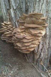 Oysters on Cottonwood