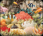 “RAMARIA REEF” mousepad