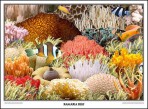 Ramaria Poster
