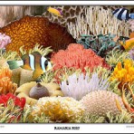 Ramaria Poster