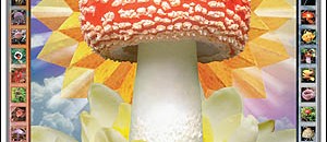 Amanita muscaria