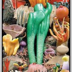 The Wild, the Weird, and the Wonderful Poster
