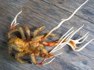 tarantula Cordyceps,