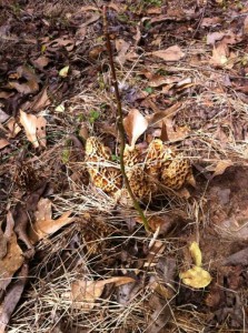 Georgia Morels