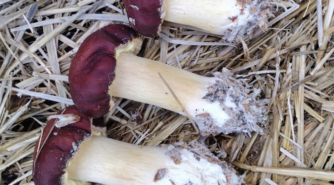 Grow Gourmet Mushrooms at Home